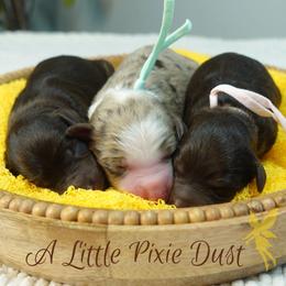 Aussiedoodle puppies from Little Golden Farm