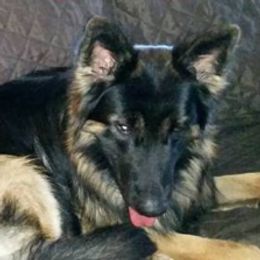 German Shepherds and Russell Terriers from EEK Ranch Puppies