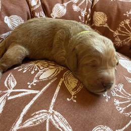 Sprout (green collar) - Apricot male Goldendoodle puppy in Mint Hill, North Carolina from Freshly Minted Goldendoodles