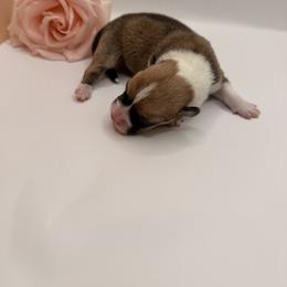 Monet - Red male Pembroke Welsh Corgi puppy in Snellville, Georgia from Laur's Classic Corgis
