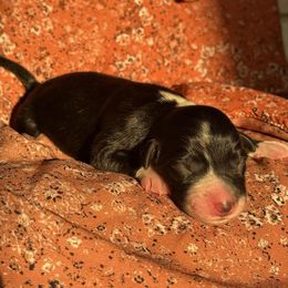Phantom - Black and white male Border Collie puppy in Dundy County, Nebraska from Stag Valley Homestead