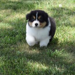 Sphynx - Black tri-color male Australian Shepherd puppy in Jameson, Missouri from Sky Creek