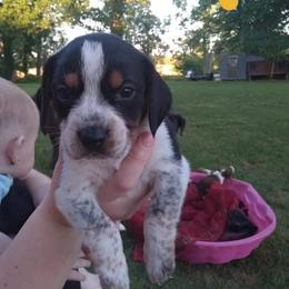 Beagles from Tudor Kennels