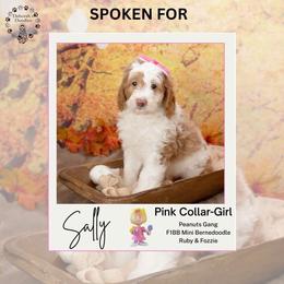 Pink Collar- Sally - Brown and white female Bernedoodle puppy in Lexington, North Carolina from Deborah’s Doodles