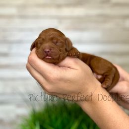 Red - Red  male Goldendoodle puppy in St George, Utah from Picture Perfect Doodles