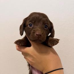 Solid Chocolate, Mismark Longhair Female - Chocolate female Dachshund puppy in El Paso, Texas from Micah's Minis