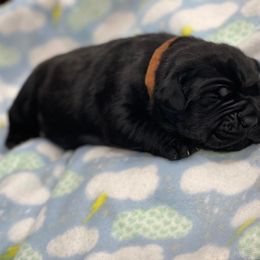 Cane Corso Puppies from Killing Joke Cane Corsos