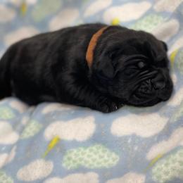 Cane Corso Puppies from Killing Joke Cane Corsos