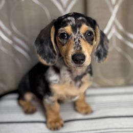 Freckles - Dapple male Dachshund puppy in Fort Gibson, Oklahoma from Cooper’s Dachshunds