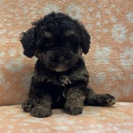 Ireland - Phantom female Poodle puppy in Warren, Michigan from Annette Patterson
