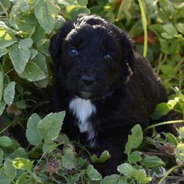 Purple Collar Male - Black and white male Aussiedoodle puppy in Parma, Idaho from Arena Valley Acres