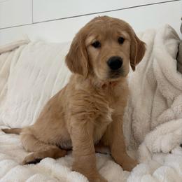 Sky (Orange Collar Boy) - Golden male Golden Retriever puppy in Gilbert, Arizona from Dani’s Dawgs