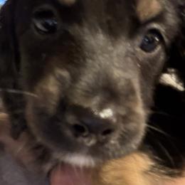 Dachshund Puppies from Libby’s Legacy Doxies LLC