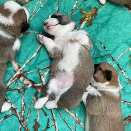 "nap time" Pembroke Welsh Corgi Puppies from Ginger Sky Corgi Ranch