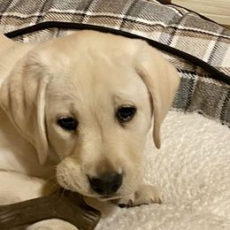 Labrador Retrievers from Cecil's Arizona Labradors