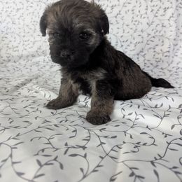 Astrid - Black and tan female Havanese puppy in Zanesville, Ohio from Charlotte Landry