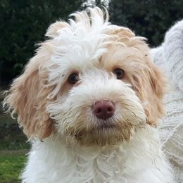 Emma - Australian Labradoodle