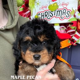 Maple Pecan - Tri-color male Bernedoodle puppy in Herriman, Utah from Gypsi Doodles & Poodles LLC.