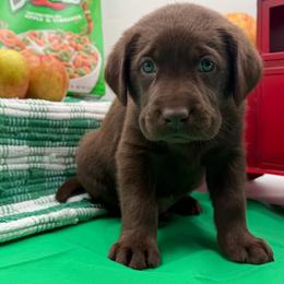 Green - Chocolate male Labrador Retriever puppy in Heath Springs, South Carolina from Rich Hill Retrievers