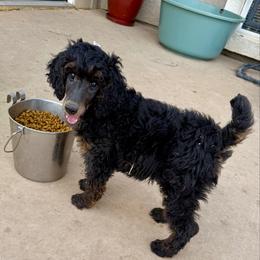 Otter - light blue collar - Phantom male Poodle puppy in Peyton, Colorado from Fuzzybottoms Ranch LLC