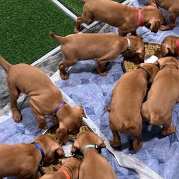 Vizslas from Cherry Hill Farms