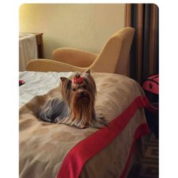 Thomas - Yorkshire Terrier