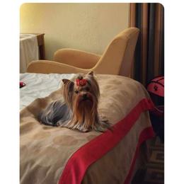 Thomas - Yorkshire Terrier