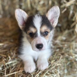 Nani - White and black female Pembroke Welsh Corgi puppy in Asheville, Florida from Double C Corgi's