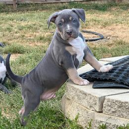 Dougan - Blue tri-color male American Bully puppy in Union County, North Carolina from XLRG BULLIES