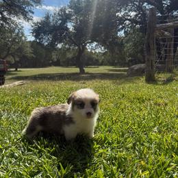Girl 2 - Red female Pembroke Welsh Corgi puppy in Johnson City, Texas from McCall Creek Corgis