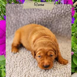 Rose - Dark golden female Golden Retriever puppy in Shelton, Washington from Kennedy Goldens