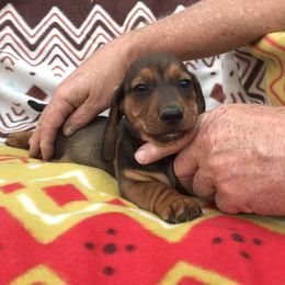 Dachshund Puppies from Mohawk Creek Dachshunds