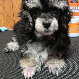 Lil Bubba - Phantom male Poodle puppy in Wittmann, Arizona from Marlees Puppies 1