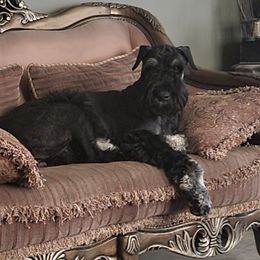 Elizabeth - Giant Schnauzer