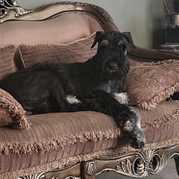 Elizabeth - Giant Schnauzer