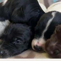 Chesapeake Bay Retrievers and German Shorthaired Pointers from Against the Wind Kennels