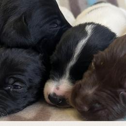Chesapeake Bay Retrievers and German Shorthaired Pointers from Against the Wind Kennels