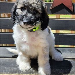 Liberty - Sable and white female Cockapoo puppy in Mancelona, Michigan from Lavender poodles & doodles