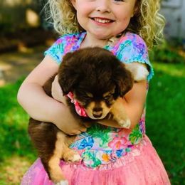 Miniature Australian Shepherds and Toy Australian Shepherds from Down South Aussies