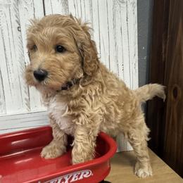 Tia's Grey Collar Boy 2150 - Apricot male Goldendoodle puppy in Alvin, Texas from JP Southern Doodles
