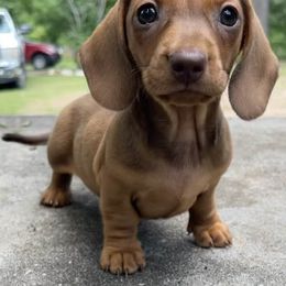 Dachshund Puppies from Hidden Cedars AKC mini dachshunds