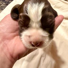 Girl 2- white - Liver and white female English Springer Spaniel puppy in Wells, Vermont from Everyday Sunshine Springers