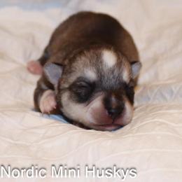 Girl 1 - Gray and white female Alaskan Klee Kai puppy in Klamath Falls, Oregon from Nordic Mini Huskys