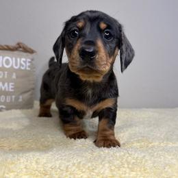 Dachshund Puppies from Shepherds Run Miniature Dachshunds