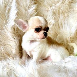 Mini Me - Fawn and white female Chihuahua puppy in Allentown, Pennsylvania from Tsunami Cockers & Chihuahuas