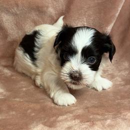Rocky - Chocolate male Havanese puppy in Maryville, Missouri from Dreamworks Havanese