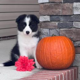 Mason - Black male Border Collie puppy in Dunn, North Carolina from Coylety Border Collies