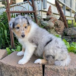 Liam - Blue merle male Collie puppy in Hinckley, Minnesota from Rusty Spur Collies