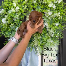 Texas - Red  male Goldendoodle puppy in Springville, Utah from JW Doodles