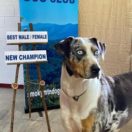 Catahoula Leopard Dogs from Crabtree Catahoulas